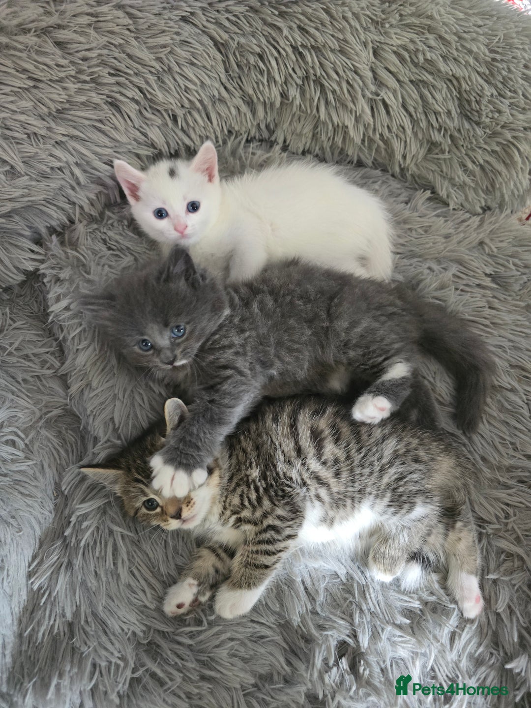 British Longhair cats for sale: 🐾 ADORABLE KITTENS FOR SALE 🐾 - Image 2