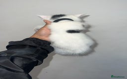 Mixed Breed cats for sale: Beautiful kittens looking for new homes!! - Image 8