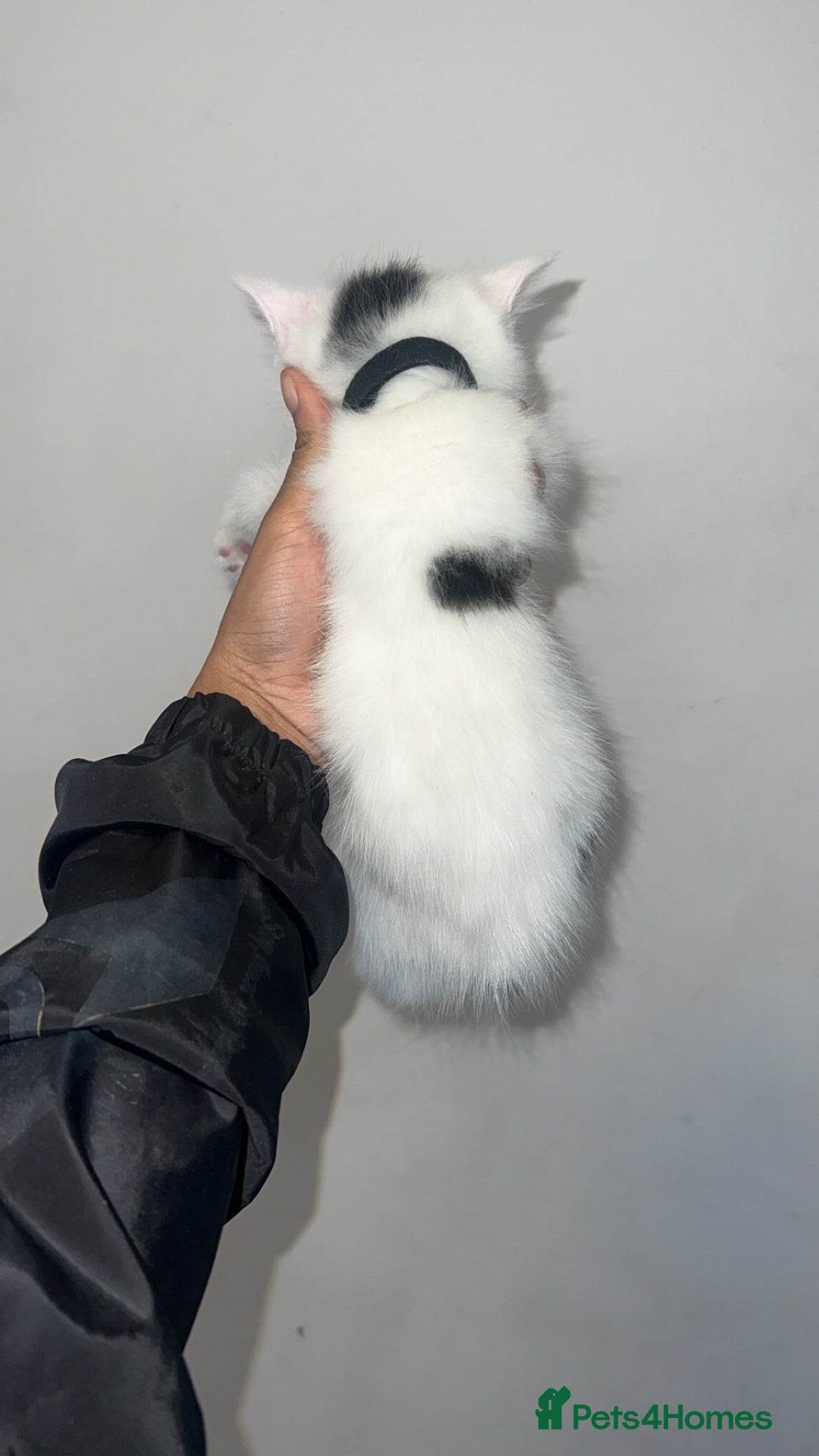 Mixed Breed cats for sale: Beautiful kittens looking for new homes!! - Image 8