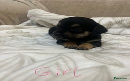 Chihuahua dogs for sale: 6 adorable chihuahuas - Image 9