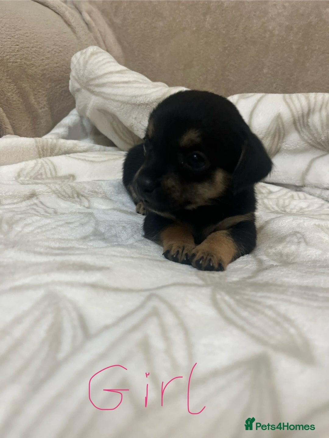 Chihuahua dogs for sale: 6 adorable chihuahuas - Image 9