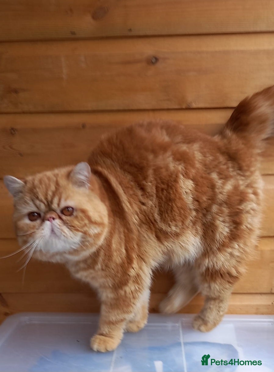 Exotic cats PUMPKIN FOR SALE - Advert 4