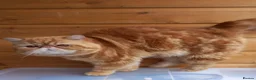 Exotic cats for sale: PUMPKIN FOR SALE - Advert 1