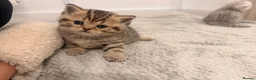 British Shorthair cats for sale: Scottish fold / British short hair mix in London - Advert 2
