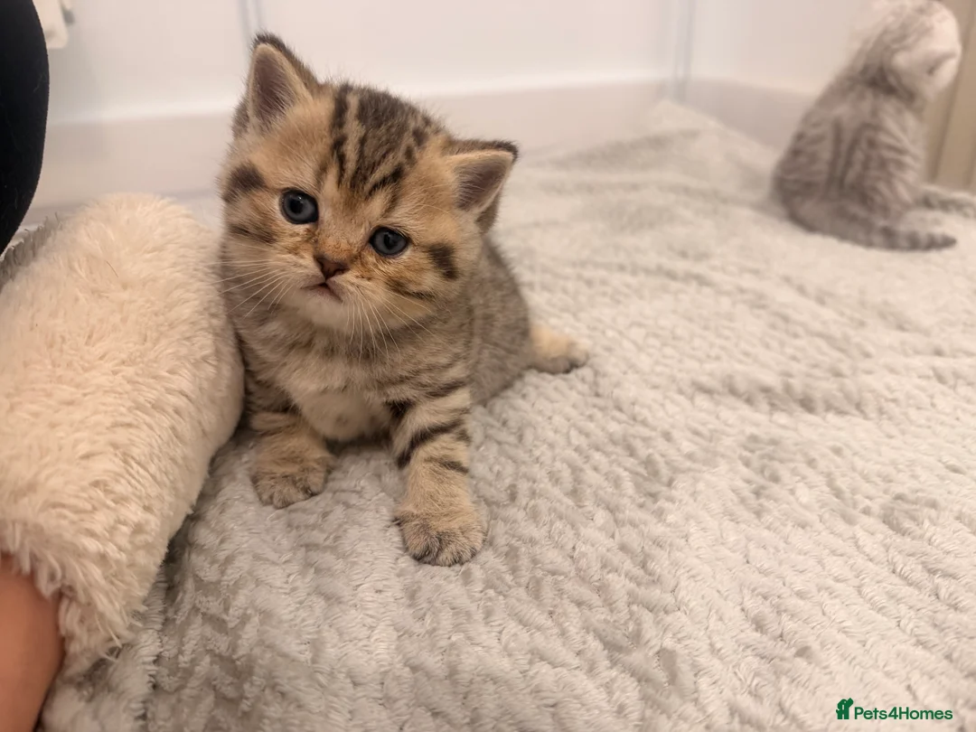 British Shorthair cats for sale: Scottish fold / British short hair mix in London - Advert 2