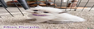 Ragdoll 2