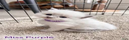 Ragdoll cats for sale: Stunning Ragdoll-Point Kittens  Champion Bred Sire - Advert 8