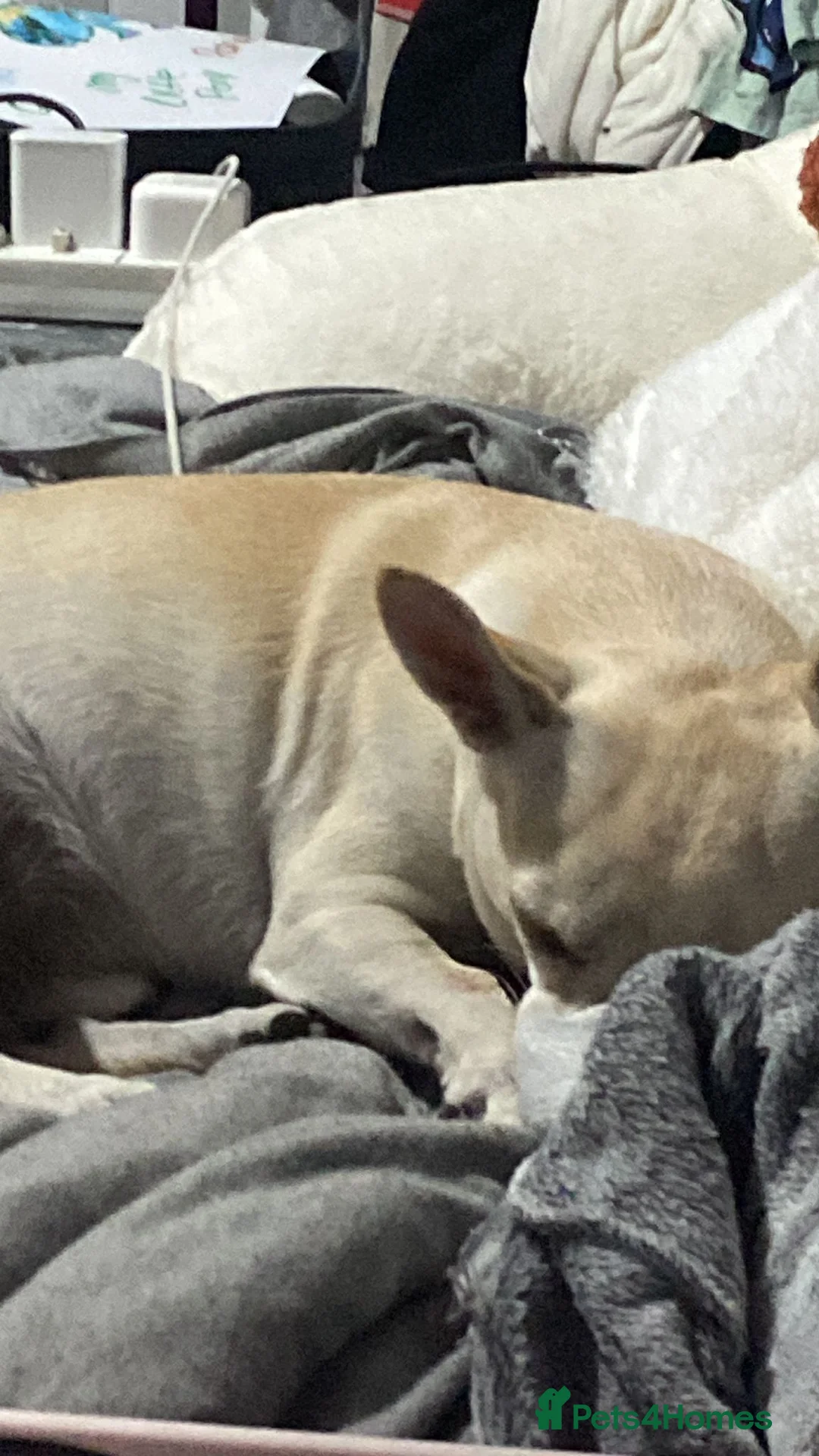 Chihuahua dogs for stud: Male chihuahua  - Advert 2