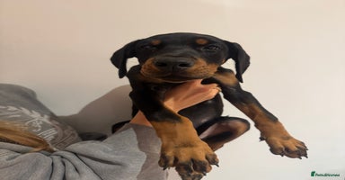Dobermann dogs - Advert 5