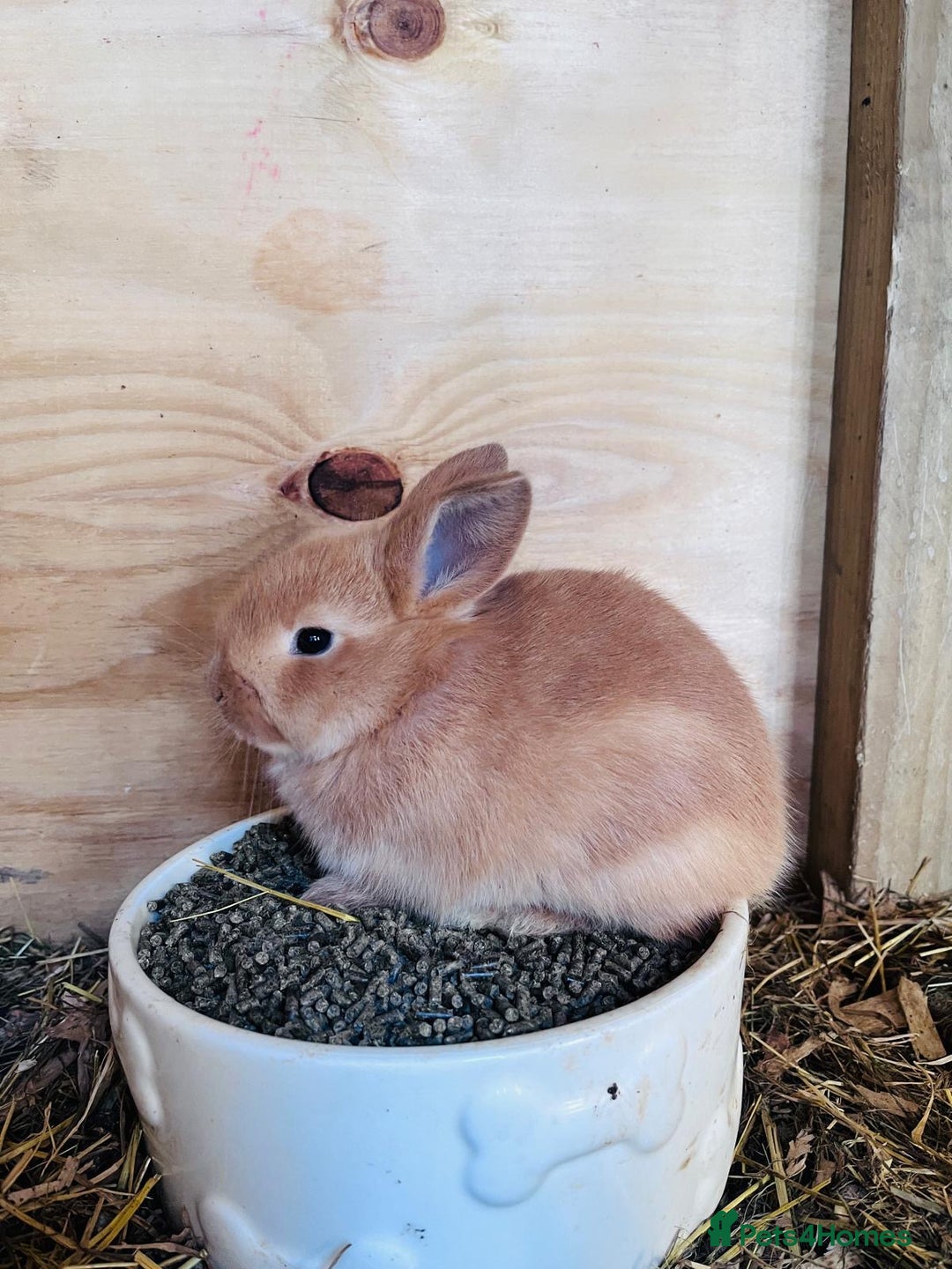 Netherland Dwarf rabbits for sale: Six beautiful little rabbits - Image 6