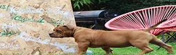 American Bully dogs for sale: Real American Pocket Bully’s  - Advert 16