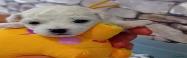 Bichon Frise Puppy 4 (Yellow)