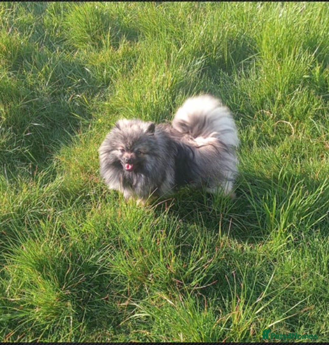 Pomeranian dogs for stud: Wolf teddy bear faced Pomeranian (Stormzy) - Advert 1