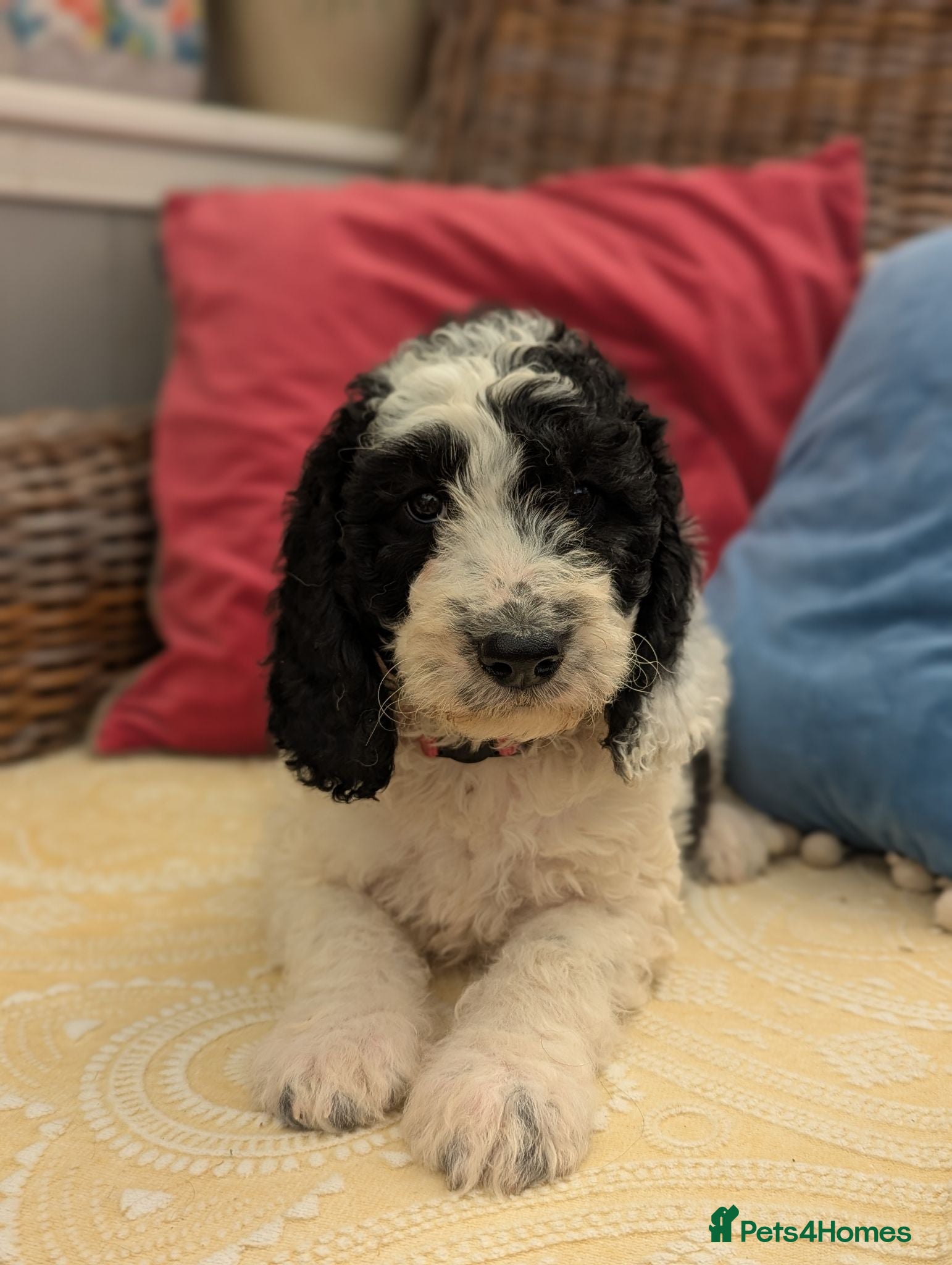 Cockapoo dogs F1 Standard Cocker Poodle Puppies  - Advert 2