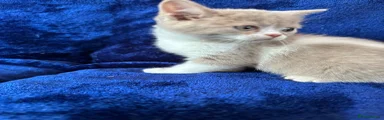 British Shorthair 3