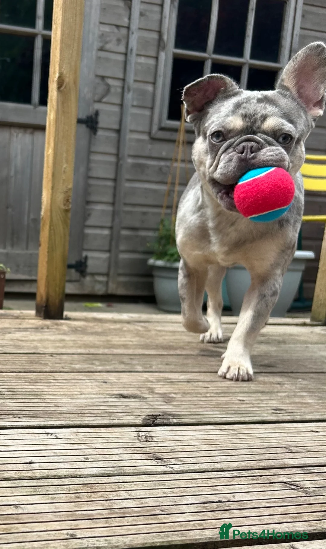 French Bulldog dogs for sale: Beautiful blue Merle French bulldog in Driffield - Advert 1
