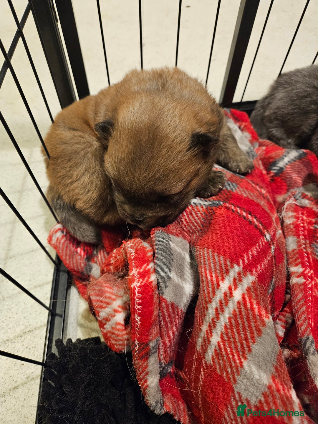 Chow Chow dogs for sale: Chow chow puppies - Advert 8