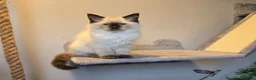 Ragdoll cats for sale: Gorgeous Pedigree ragdoll  - Advert 10
