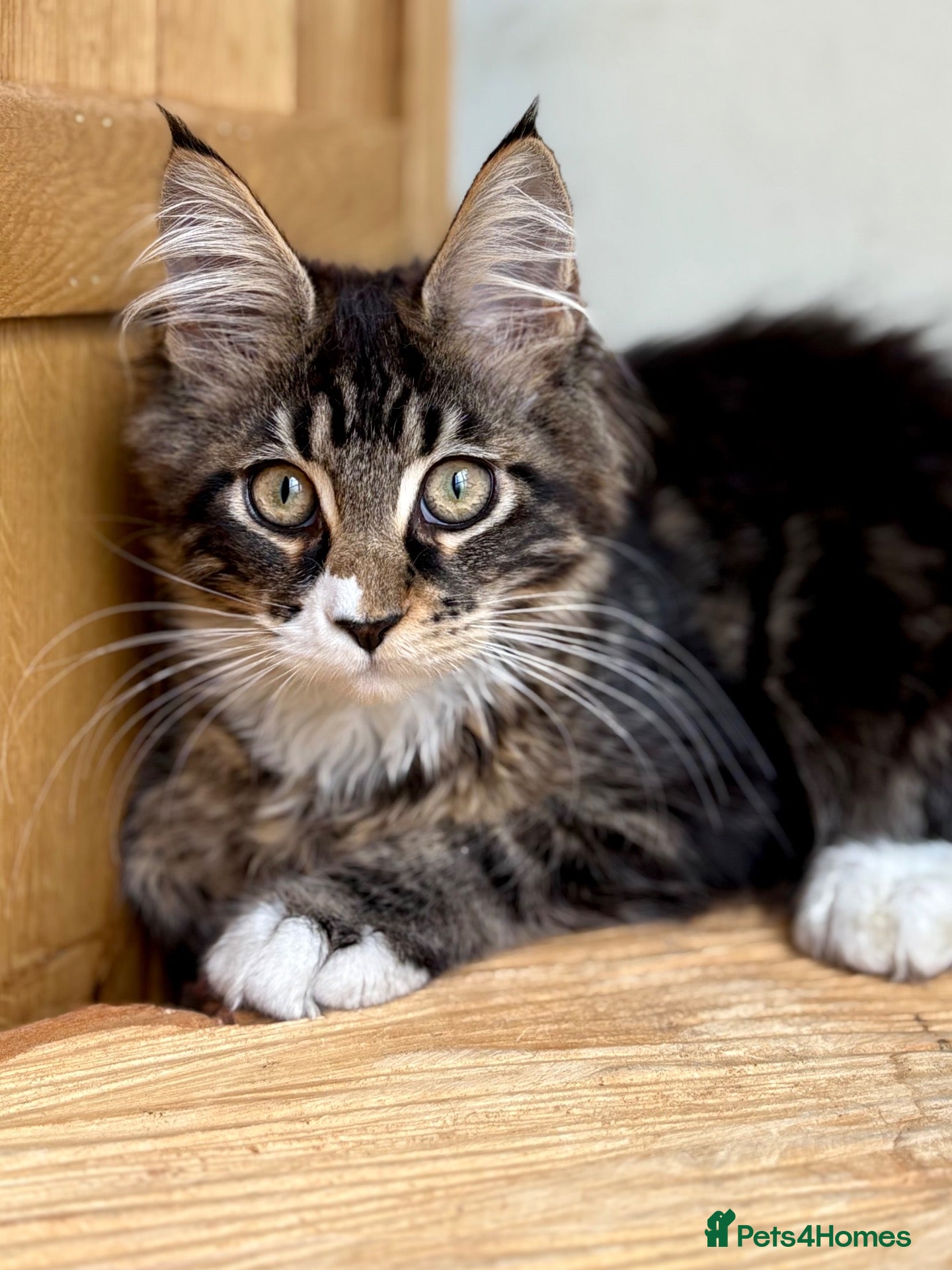 Maine Coon cats Beautiful Maine coon cats - Advert 2
