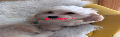 Puppy 7