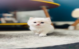 British Longhair cats for sale: 🐾🤩❤️Gold Angels - tiny stars 🐾❤️🐱 - Image 8