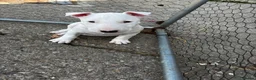 Bull Terrier dogs for sale: Standard Bull terrier pups - Advert 7