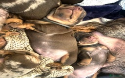 Miniature Dachshund dogs for sale: 8 MINIATURE DACHSHUNDS - Advert 14