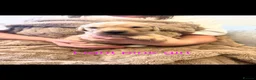 Golden Retriever dogs for sale: Golden retriever puppies  - Advert 10