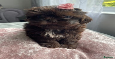 Shih Tzu dogs - Advert 5
