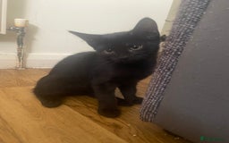 Bengal cats for sale: adorable bengal/tort kitties for sale - Image 19