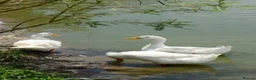 Ducks poultry for sale: Cherry Valley ducklings hatching soon - Advert 2