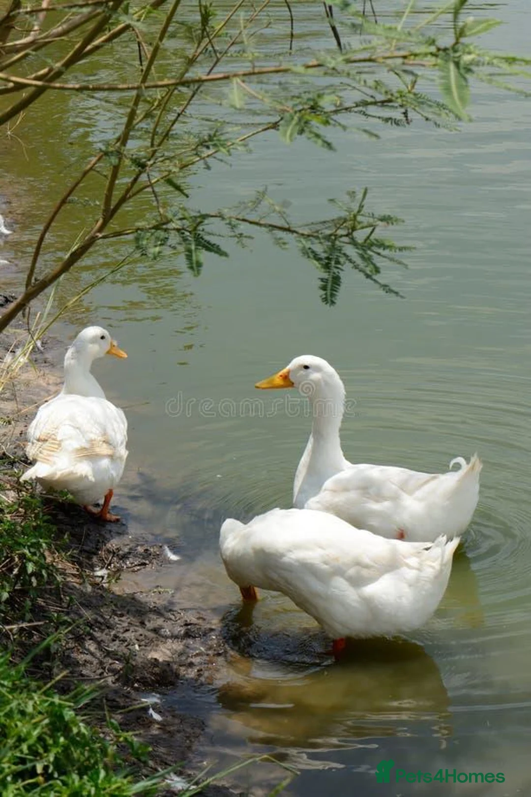 Ducks poultry for sale: Cherry Valley ducklings hatching soon - Advert 2