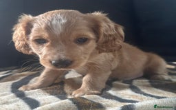 Mixed Breed dogs for sale: Patterdale X cocker spaniel  - Image 11