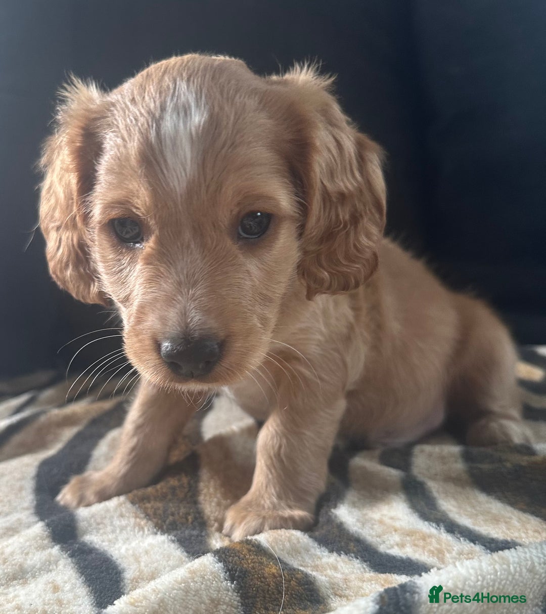 Mixed Breed dogs for sale: Patterdale X cocker spaniel  - Image 11