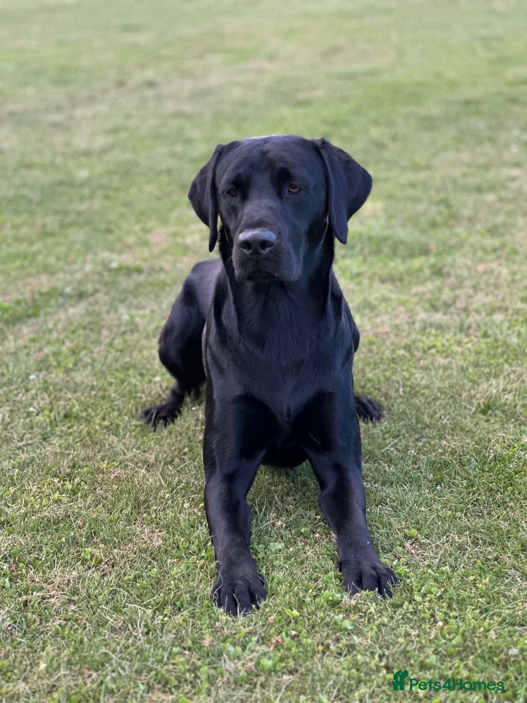 Labrador Retriever dogs for stud: KC registered Labrador Stud - Advert 3