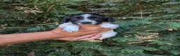 Sprocker dogs for sale: All round working and pet spaniels  - Advert 2