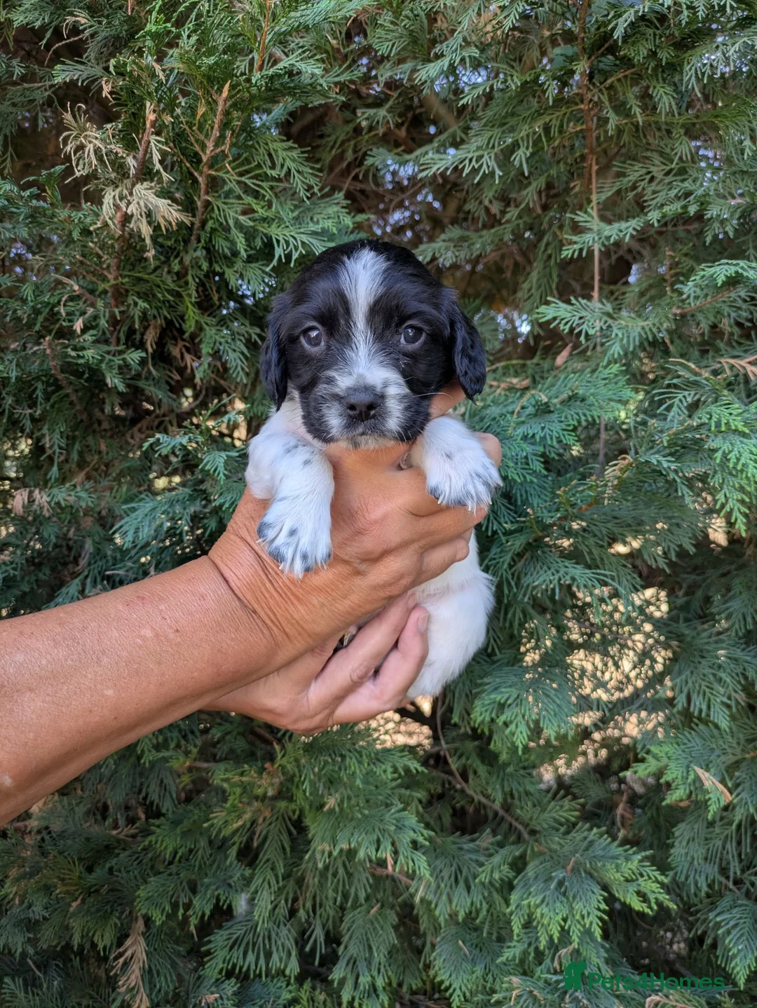 Sprocker dogs for sale: All round working and pet spaniels  - Advert 2
