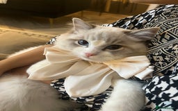 Ragdoll cats for sale: Handsome male Bi coloured  - Image 1