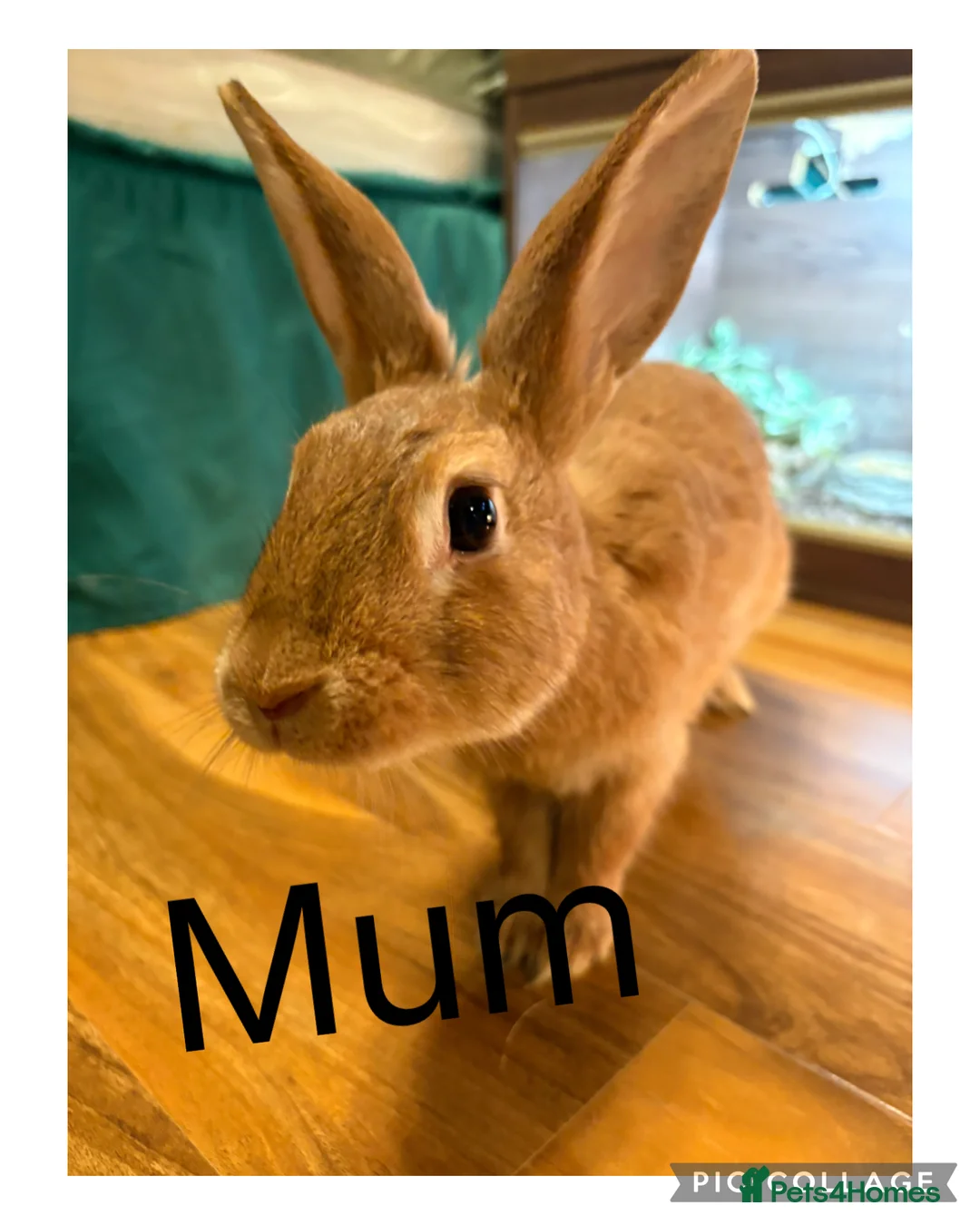 Belgian Hares rabbits for sale: 4 beautiful harlequin rabbits  - Advert 9