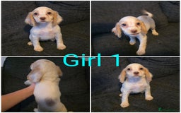 Cocker Spaniel dogs for sale: READY NOW working cocker spaniel pups - Image 2