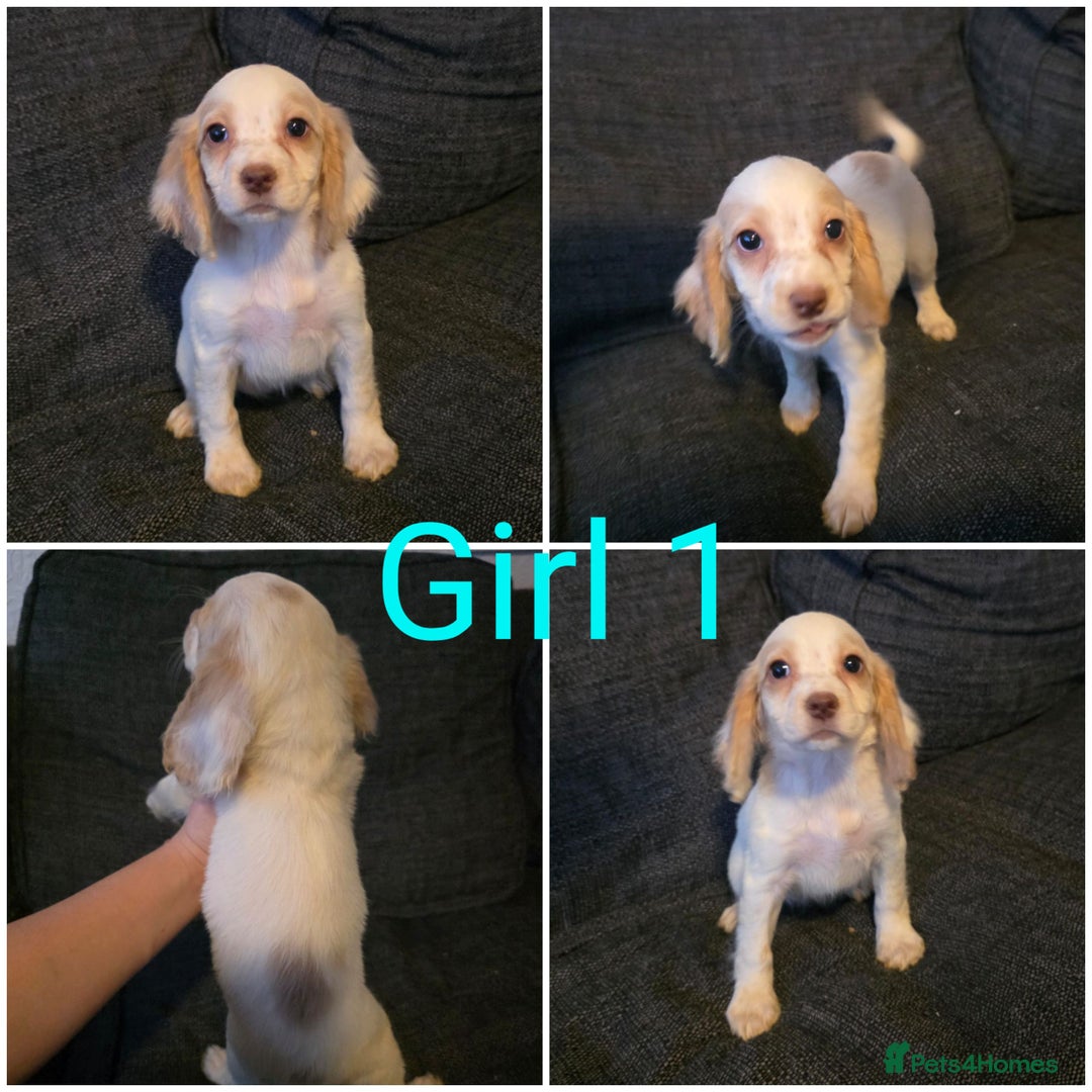 Cocker Spaniel dogs for sale: READY NOW working cocker spaniel pups - Image 2