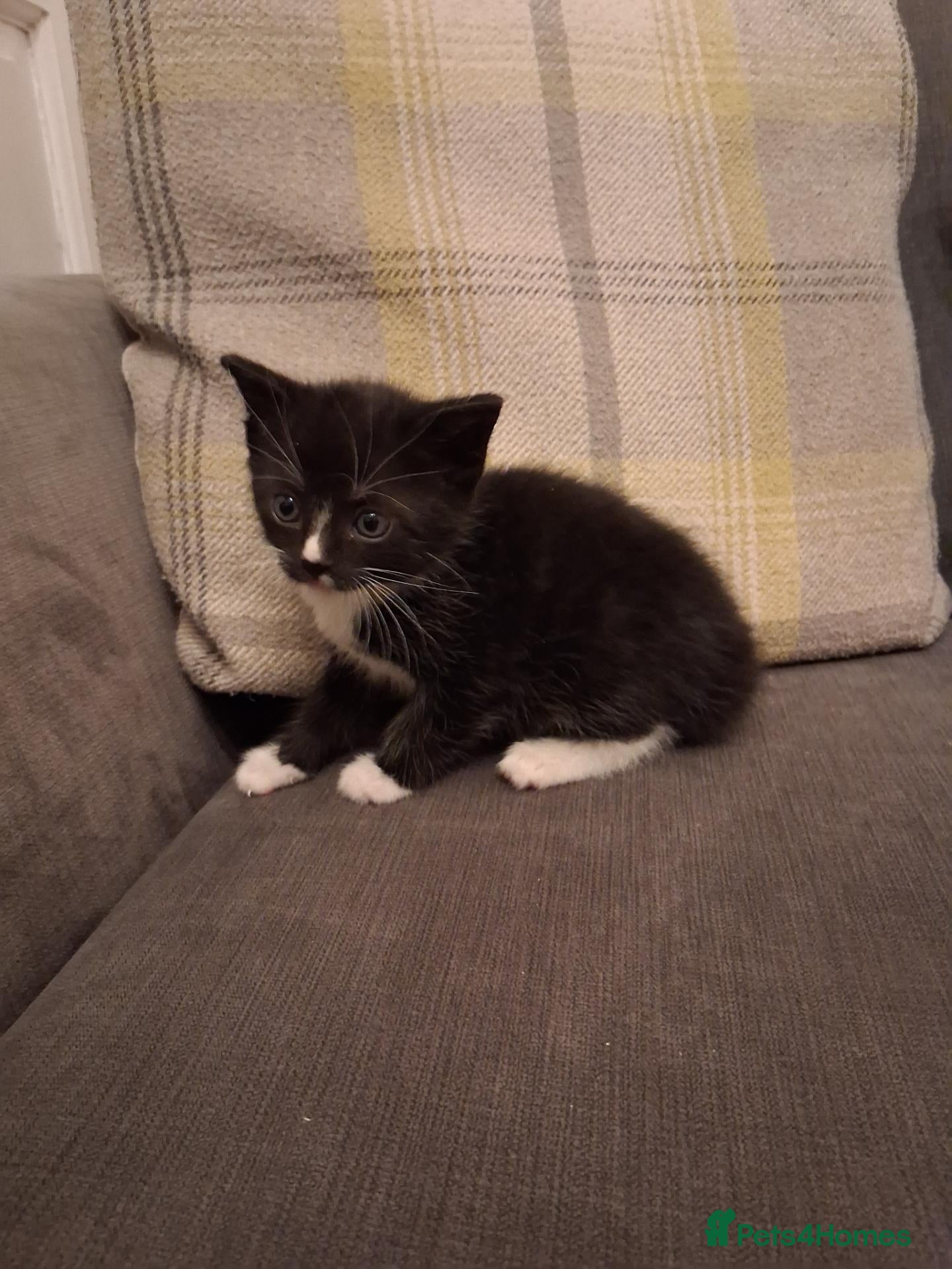 Mixed Breed cats Beautiful mixed colour/price kittens - Advert 16