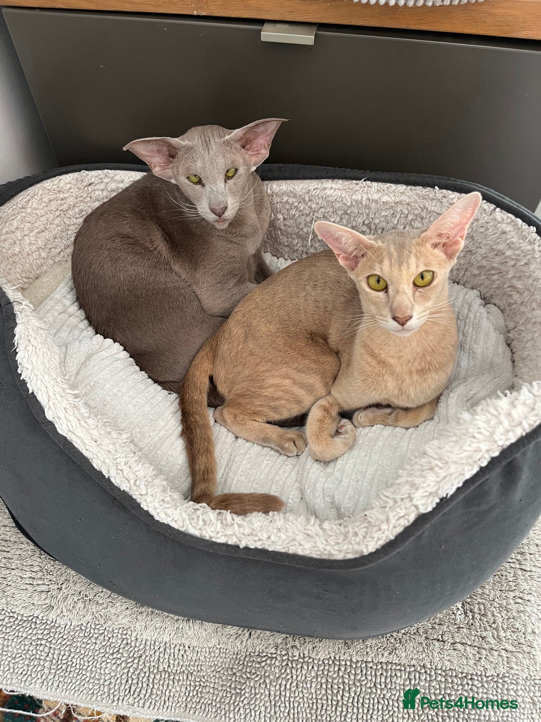 Oriental cats for sale: Oriental and Siamese kittens GCCF reg - Image 9