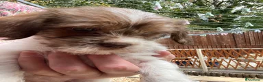 Moppsy