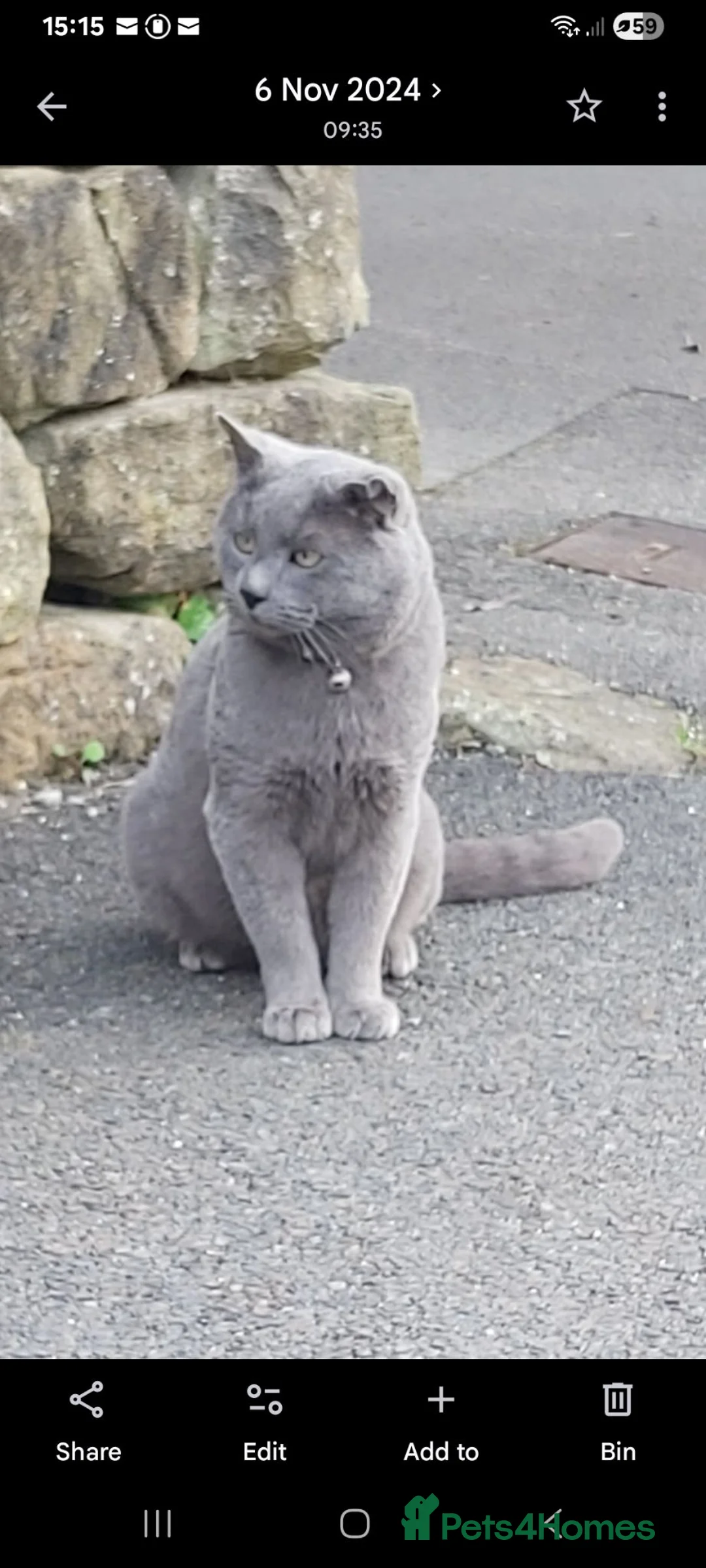 British Shorthair cats for sale: Fluffy British sorthair kittens available  - Advert 9