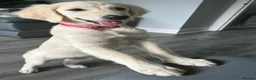 Golden Retriever dogs for sale: KC Registered Golden Retriever Puppies - Advert 7