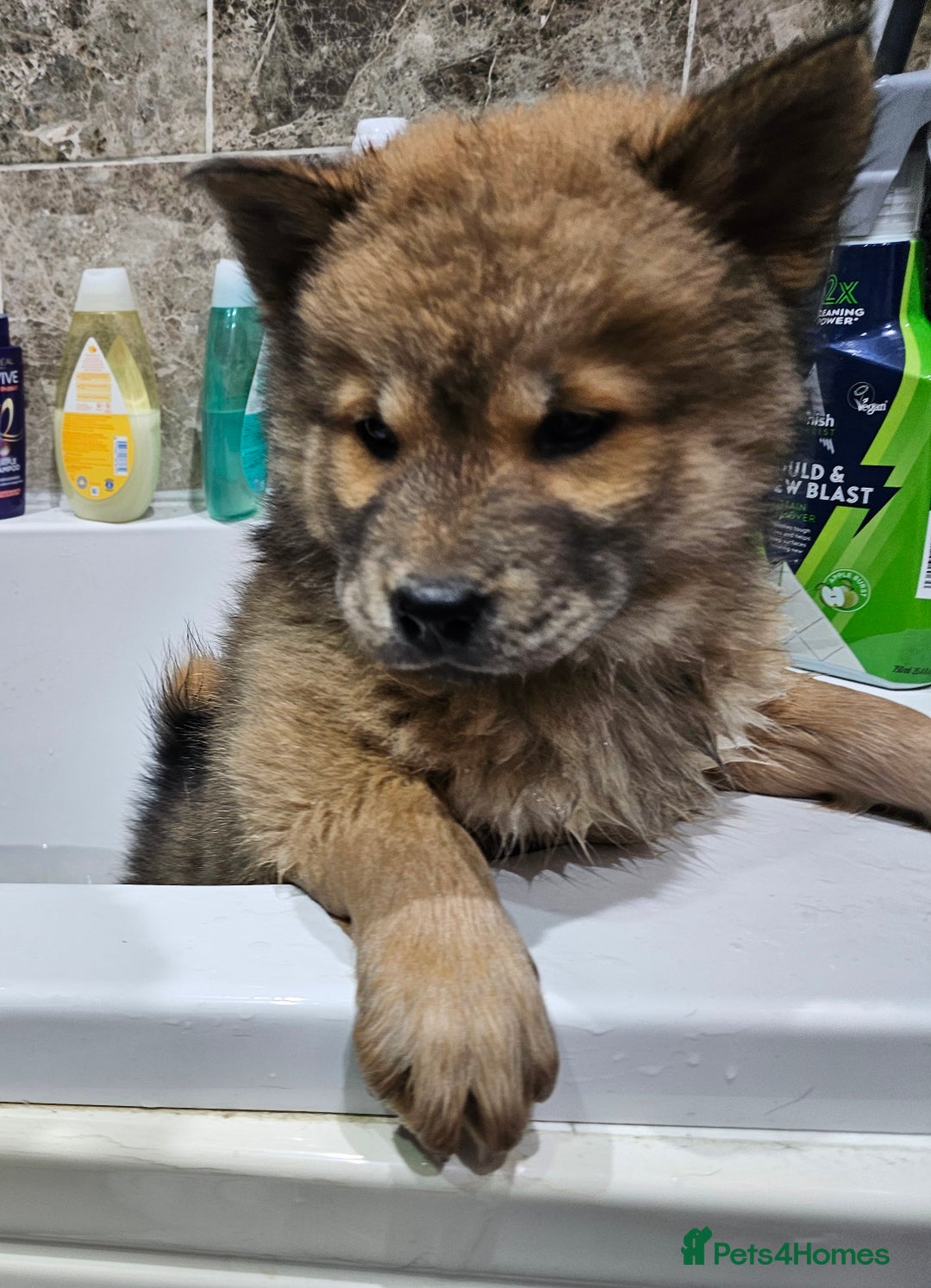 Mixed Breed dogs for sale: Chowsky puppies ready to go chow x siberian husky - Advert 29