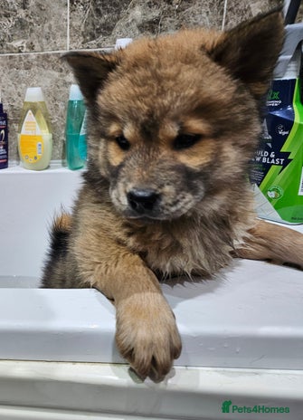 Mixed Breed dogs Chowsky puppies chow chow - Advert 3