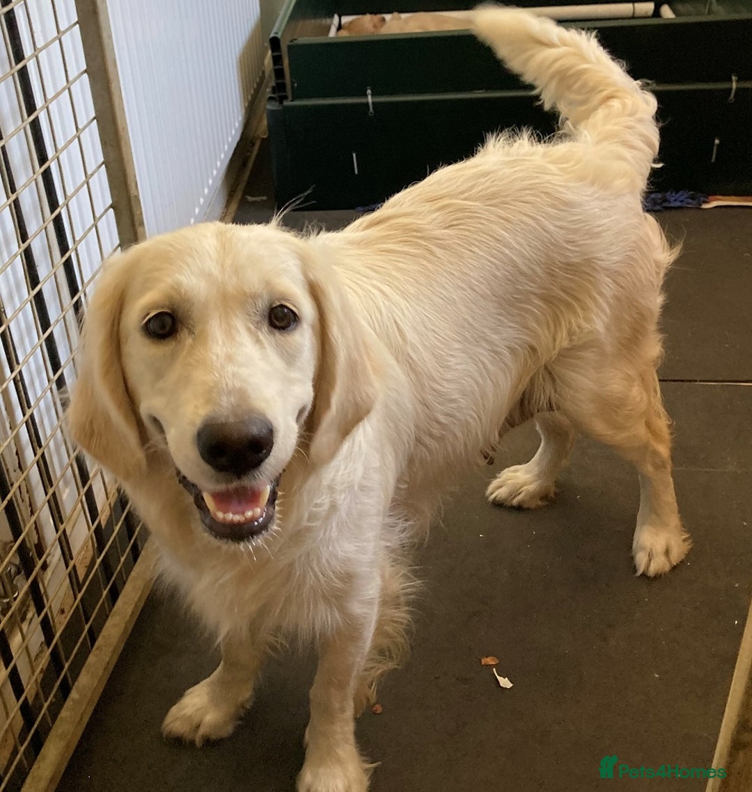 Golden Retriever dogs for sale: Gorgeous Girl looking for her 5 Star Retirement - Image 9