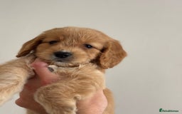 Cockapoo dogs for sale: *READY NOW  *Cockapoo puppies *7 SOLD*  - Image 6